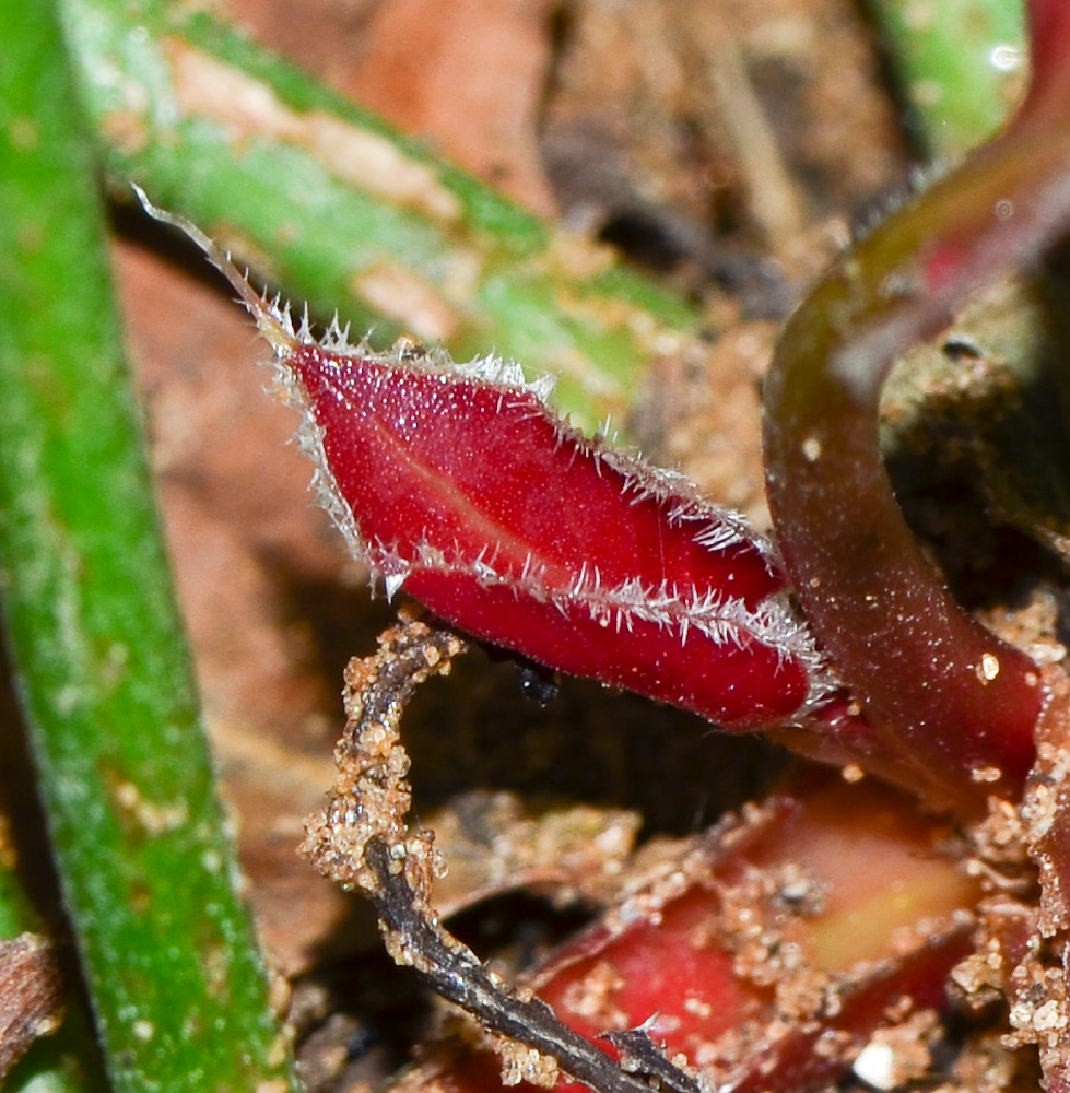 Image of Limonium perezii specimen.