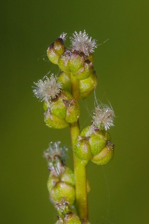 Image of Triglochin palustris specimen.