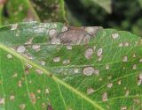 Pyrus communis. Часть листа со спороношениями гриба Septoria piricola. Краснодарский край, Абинский р-н, ст-ца Холмская, у жилья. 17.08.2016.