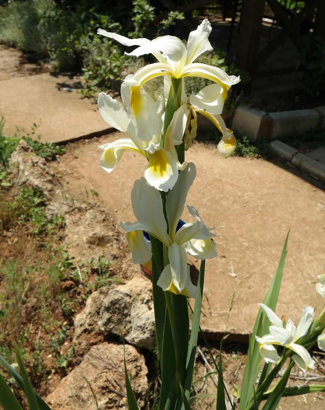 Image of Iris orientalis specimen.