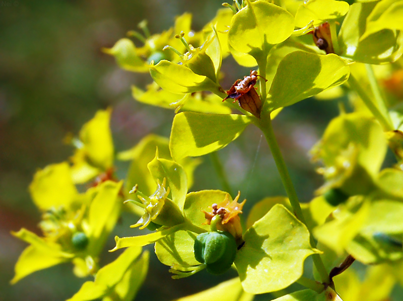 Изображение особи Euphorbia virgata.