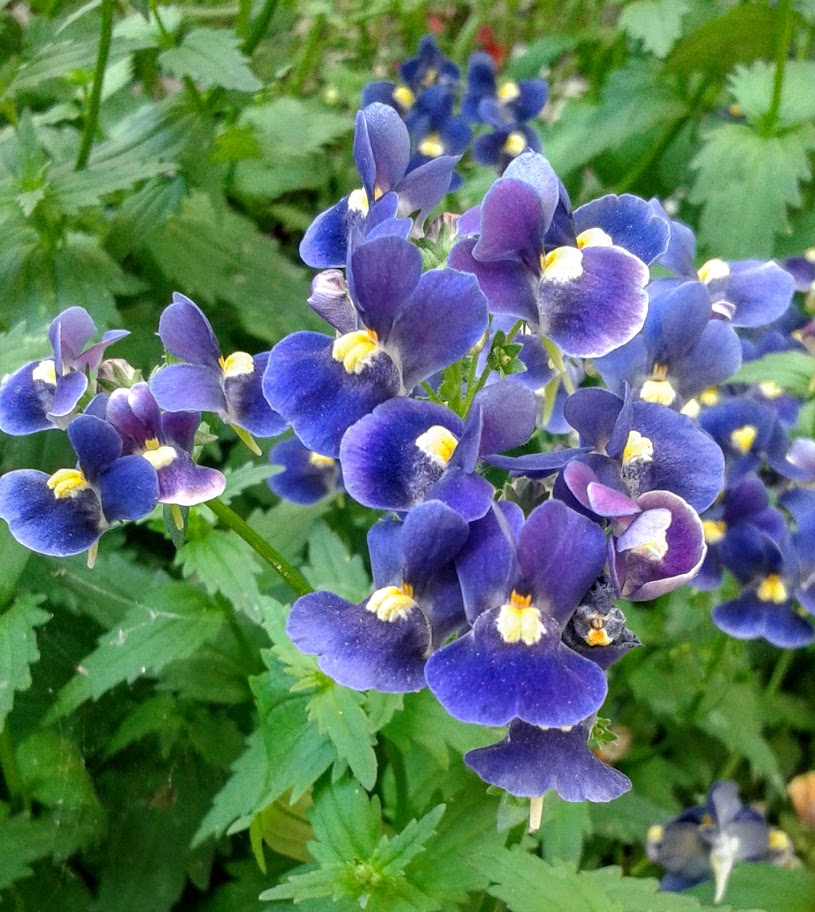 Image of genus Nemesia specimen.