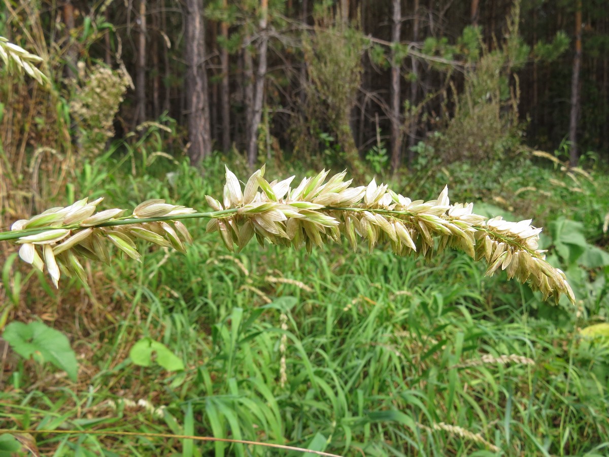 Image of Melica altissima specimen.