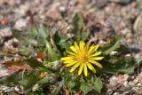 род Taraxacum