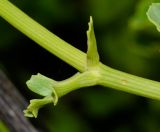 Astydamia latifolia. Часть цветоноса. Испания, автономное сообщество Канарские о-ва, о-в Фуэртевентура, провинция Лас Пальмас, муниципалитет Ла Олива, пос. Эль Котильо, пляж los Lagos de Cotillo. 07.03.2016.