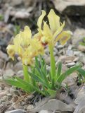 Iris pumila