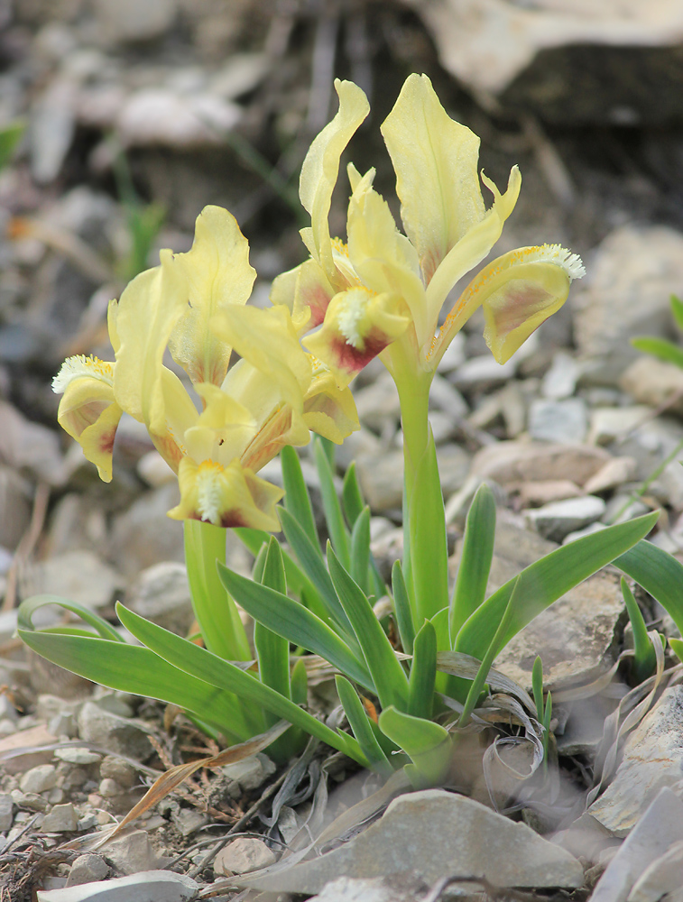 Изображение особи Iris pumila.