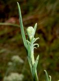 Cephalaria uralensis