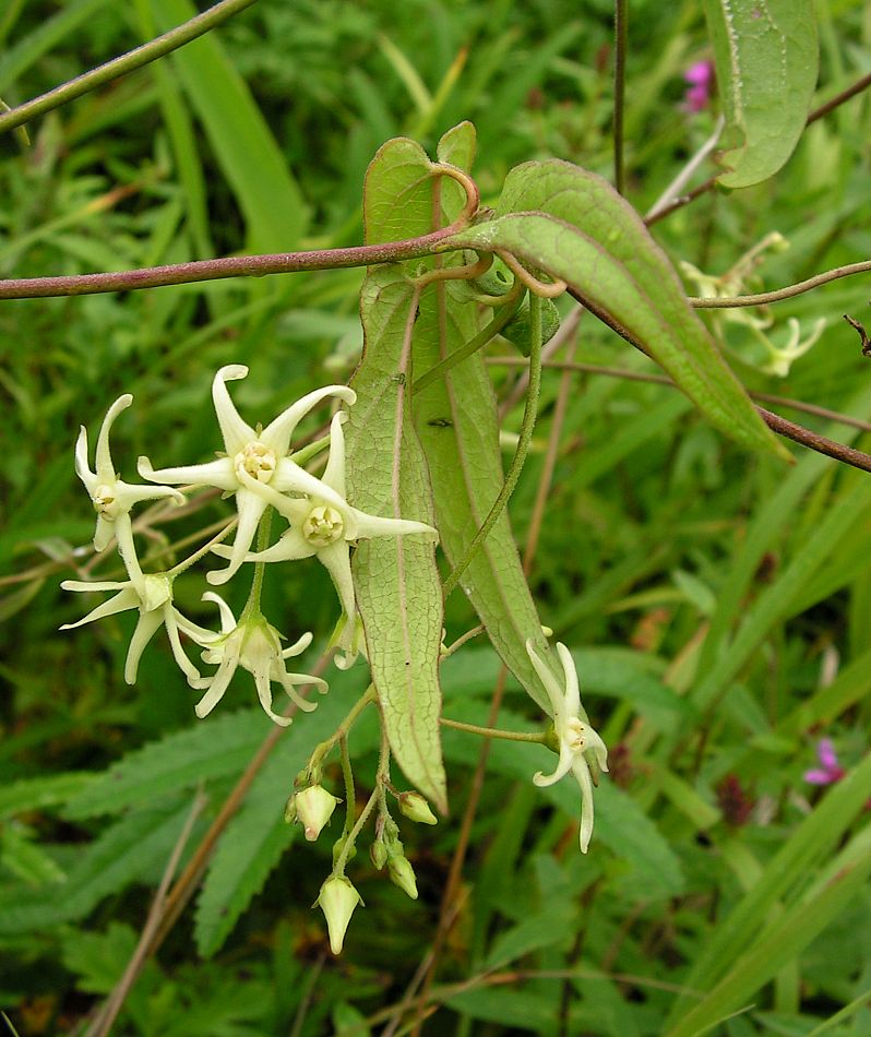 Image of Vincetoxicum volubile specimen.