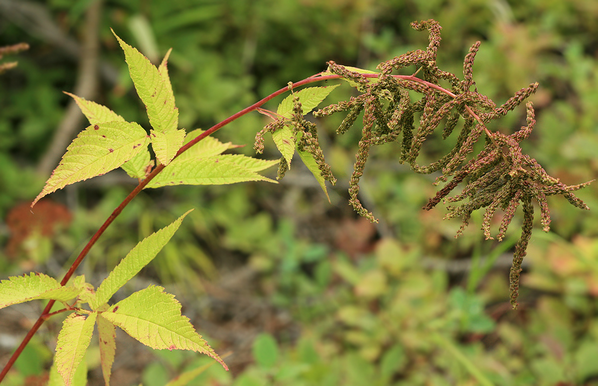 Image of Aruncus dioicus specimen.