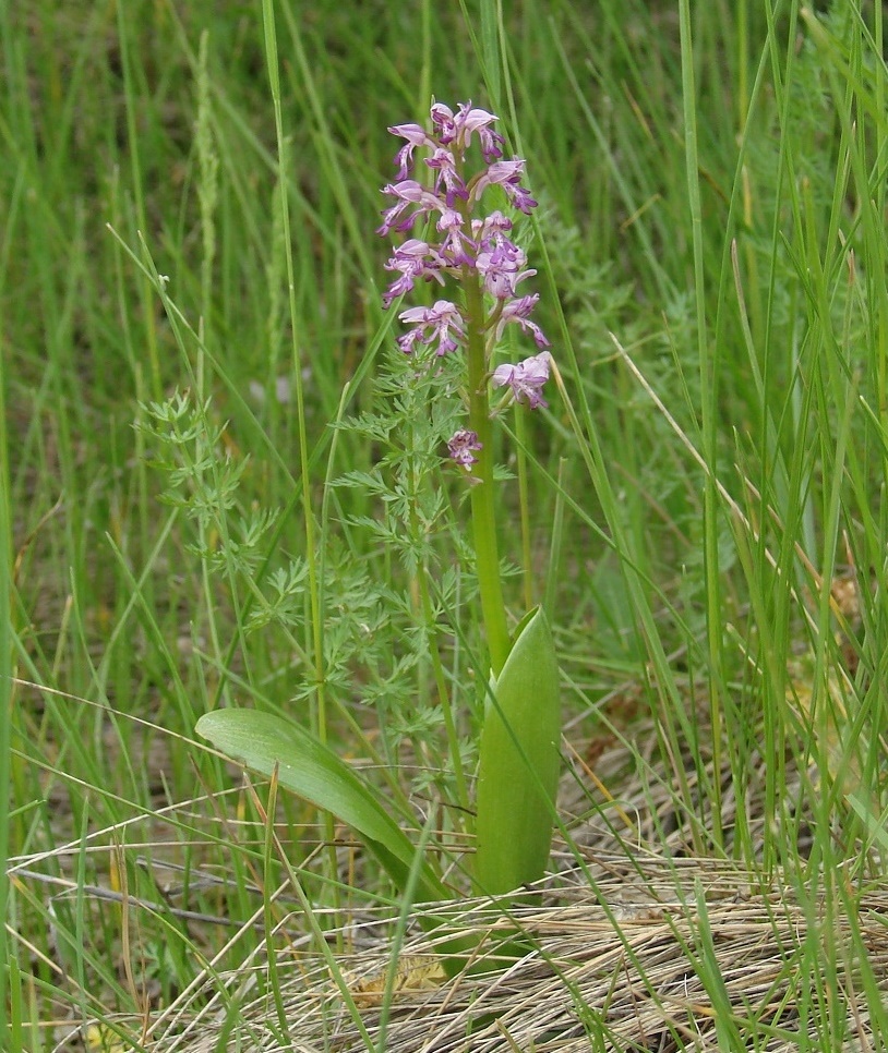 Image of Orchis militaris specimen.