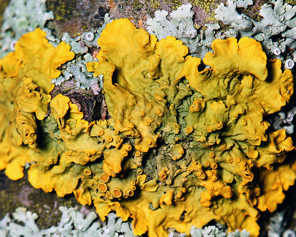 Изображение особи Xanthoria parietina.