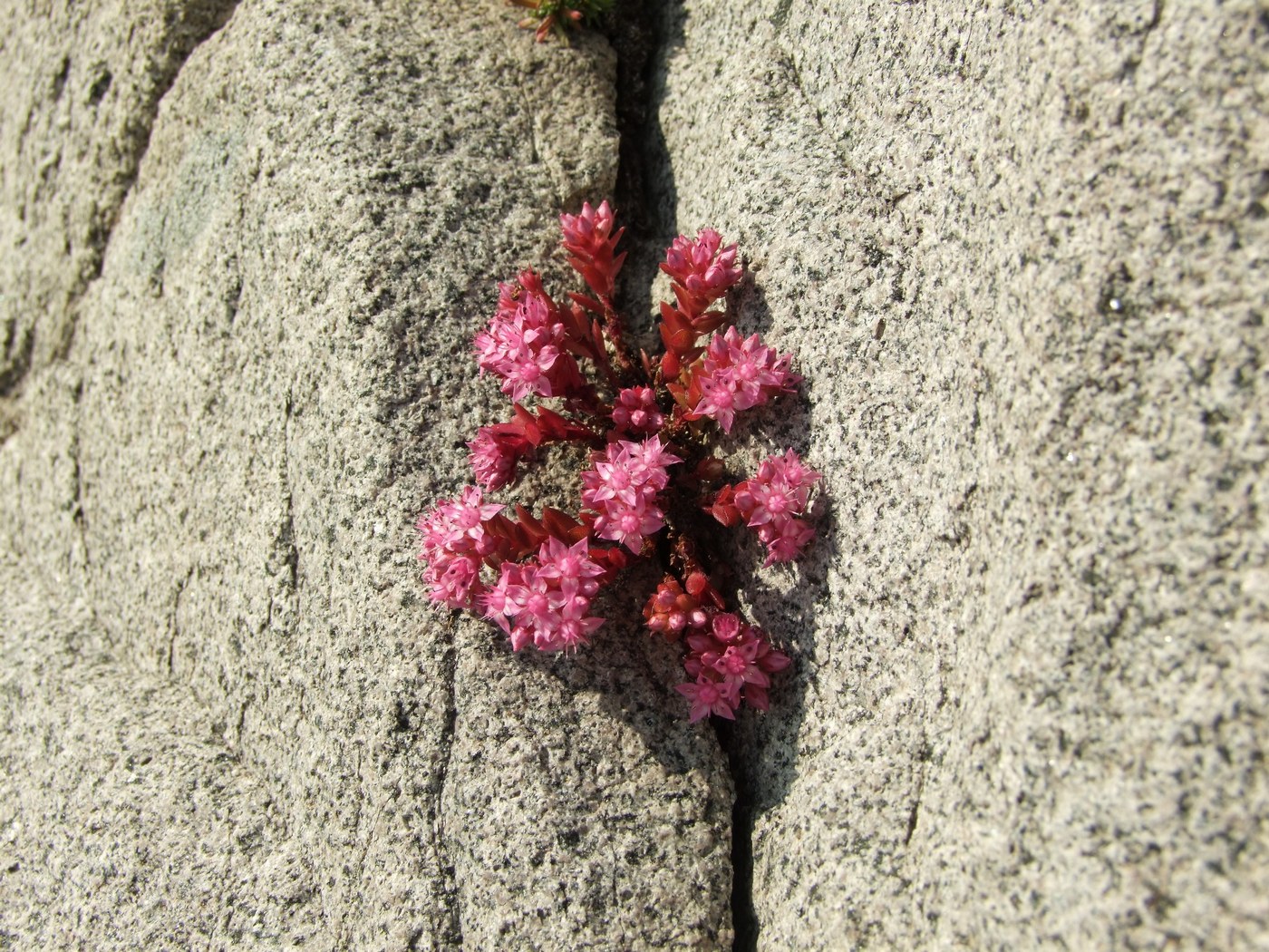 Image of Hylotelephium cyaneum specimen.