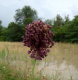 Allium atroviolaceum