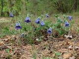 Pulsatilla regeliana