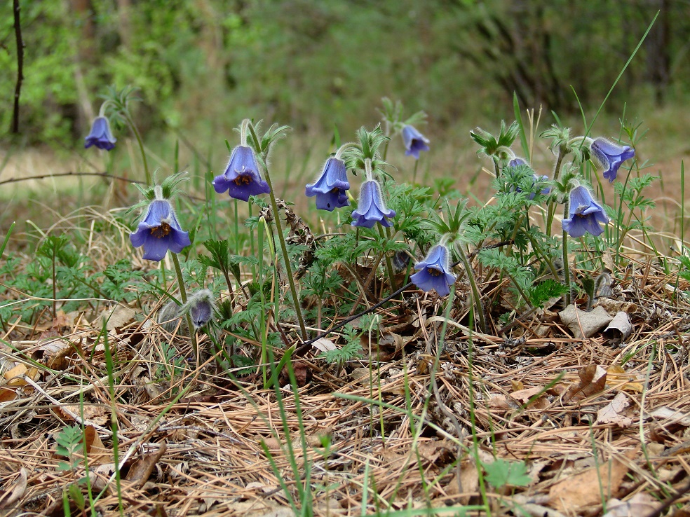 Изображение особи Pulsatilla regeliana.