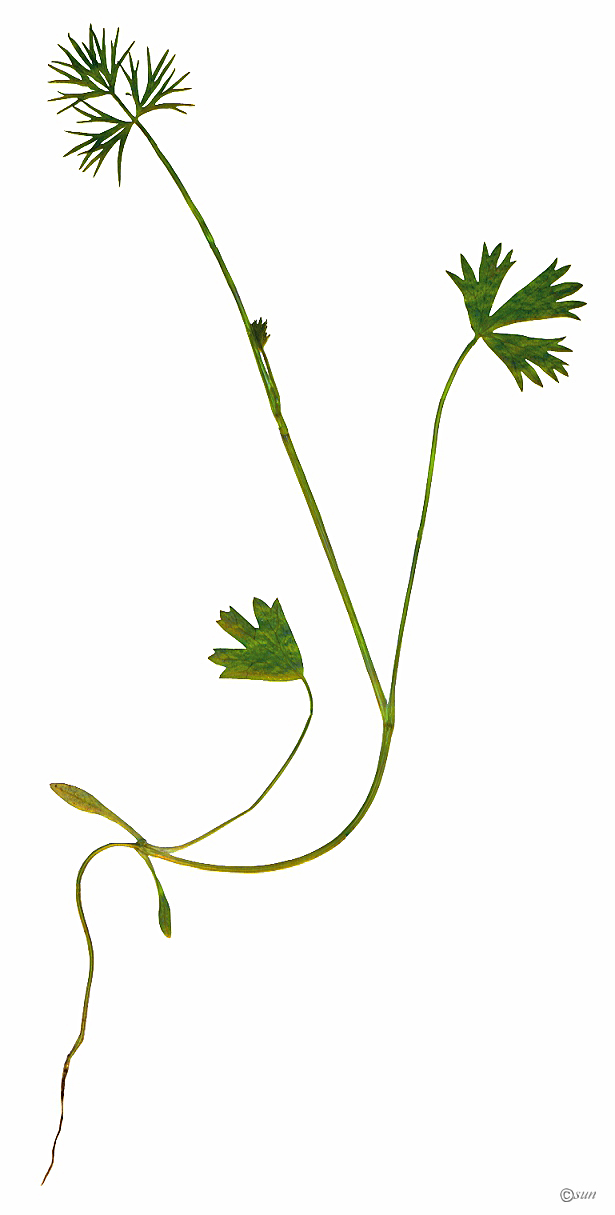 Image of Trachyspermum ammi specimen.