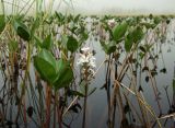 Menyanthes trifoliata. Листья и верхушка побега с соцветием. Магаданская обл., Ольский р-н, Ольское шоссе, осоково-пушицевая кочкарная тундра, термокарстовое озеро. 03.07.2013.