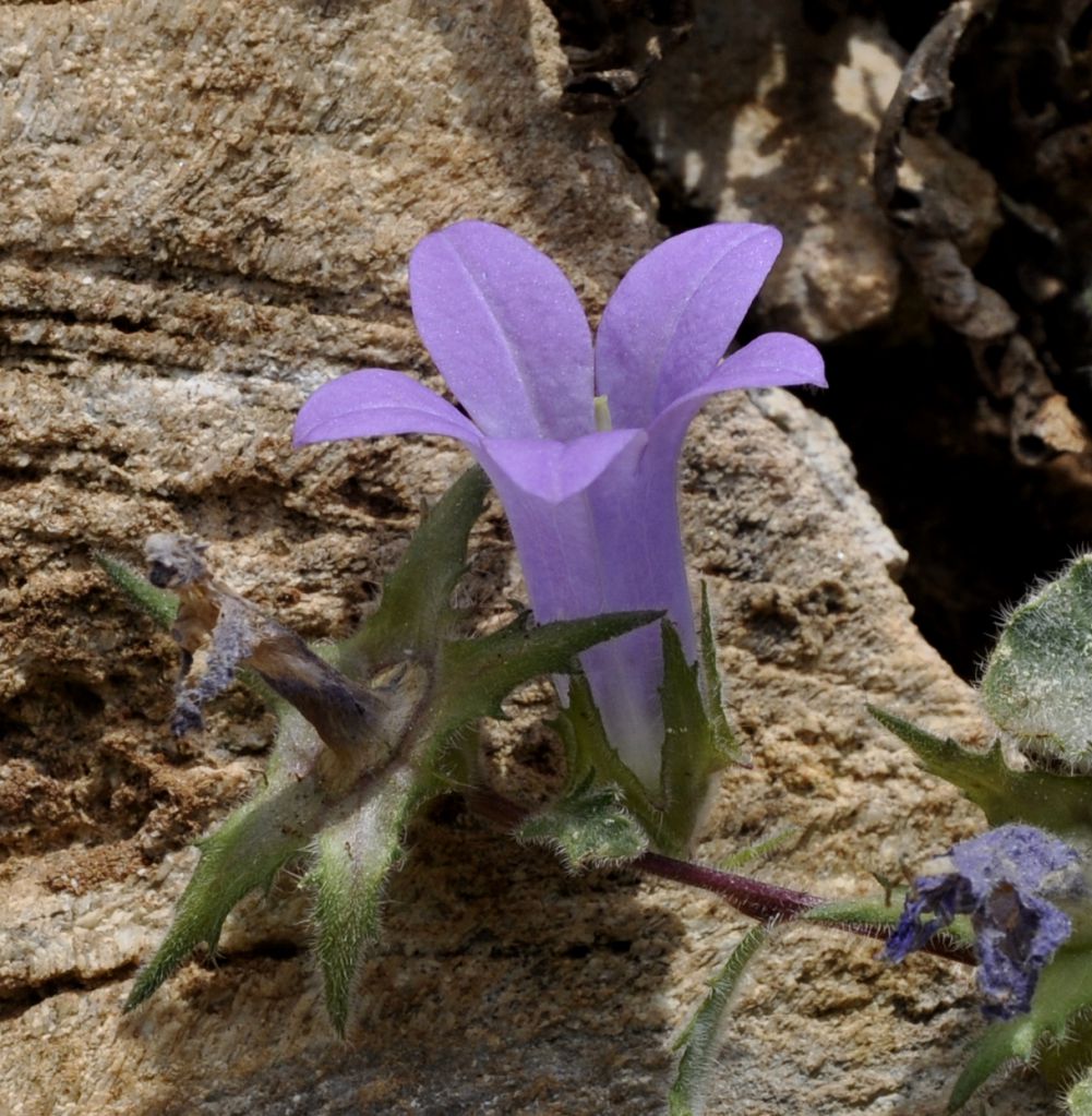 Image of Campanula rupestris specimen.