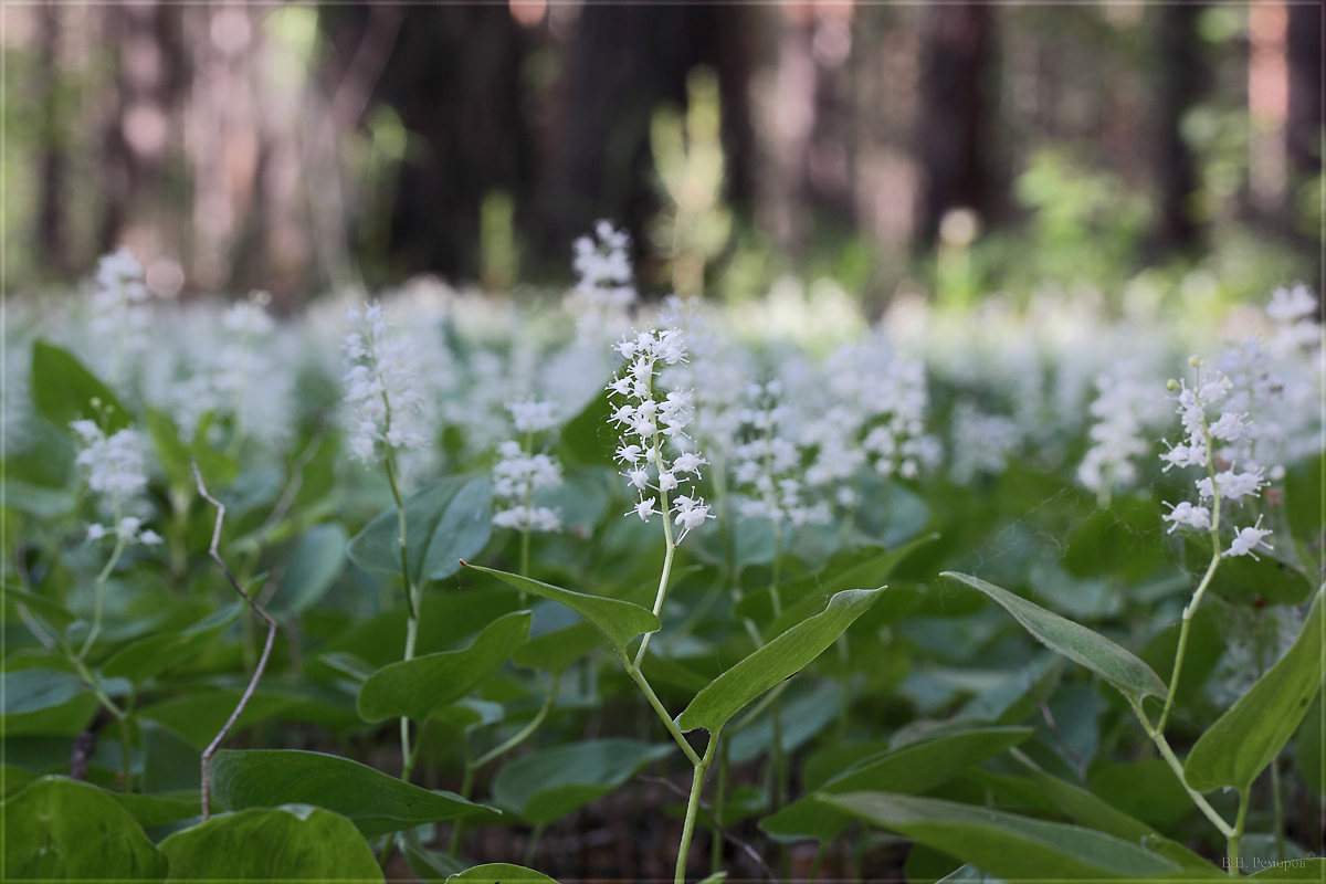 Изображение особи Maianthemum bifolium.