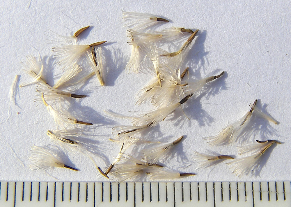 Image of Symphyotrichum falcatum specimen.