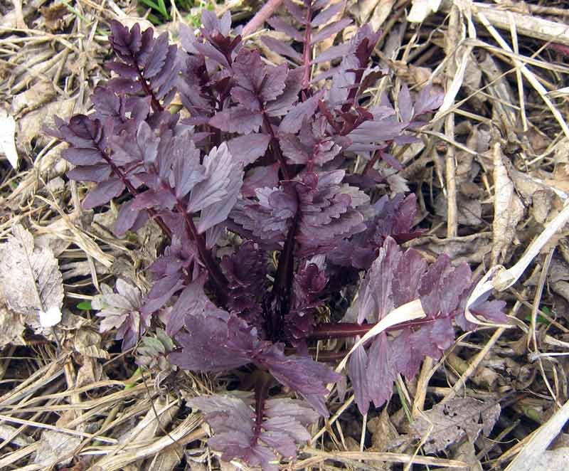 Изображение особи Valeriana officinalis.