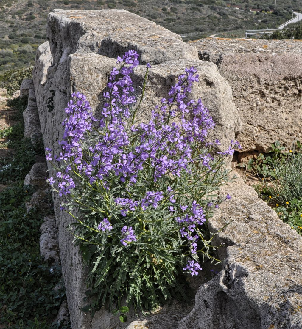 Image of Matthiola sinuata specimen.