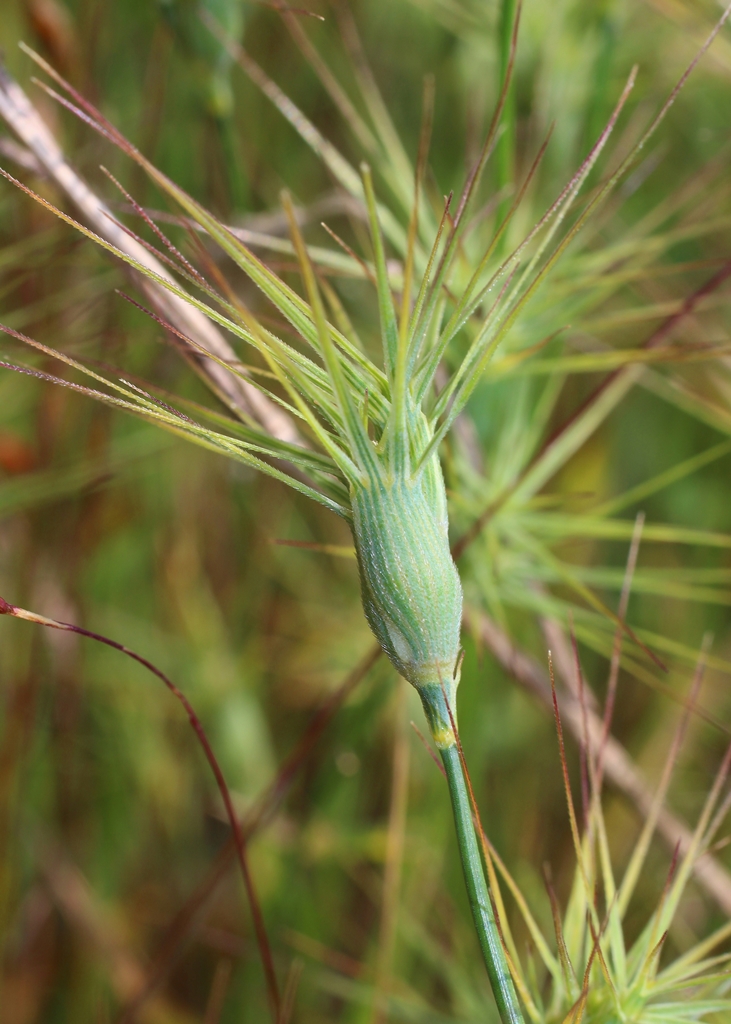 Image of Aegilops geniculata specimen.