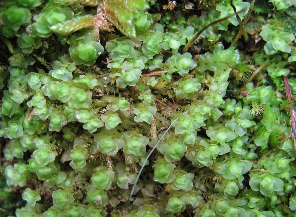 Image of genus Scapania specimen.