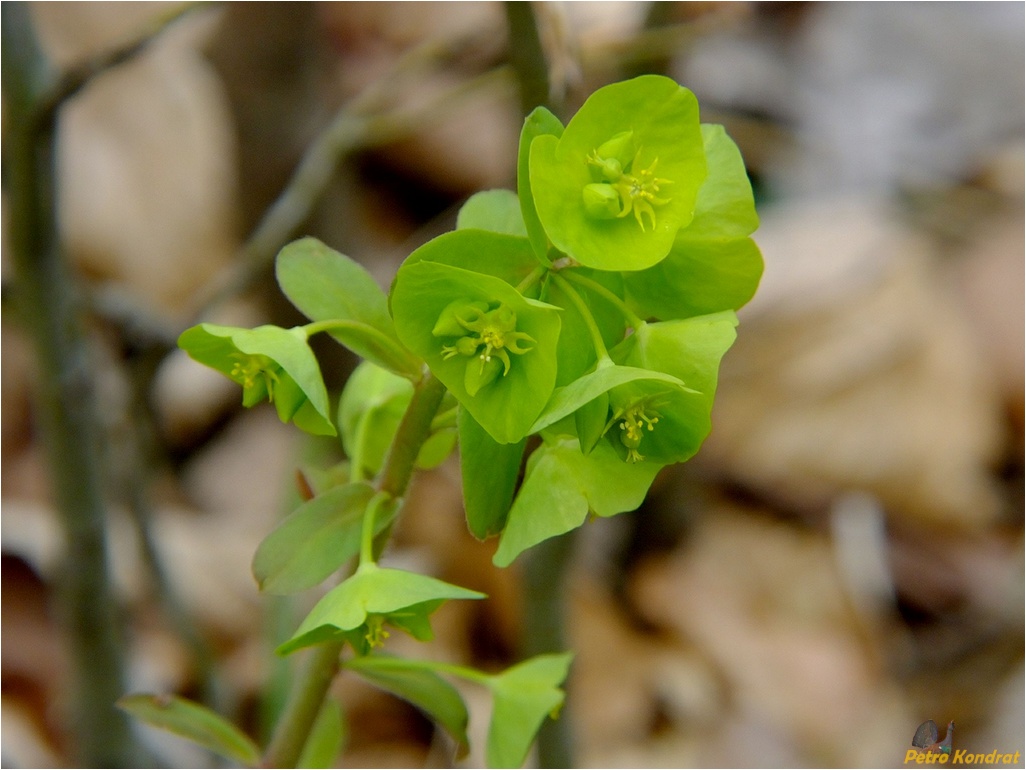 Image of Euphorbia amygdaloides specimen.