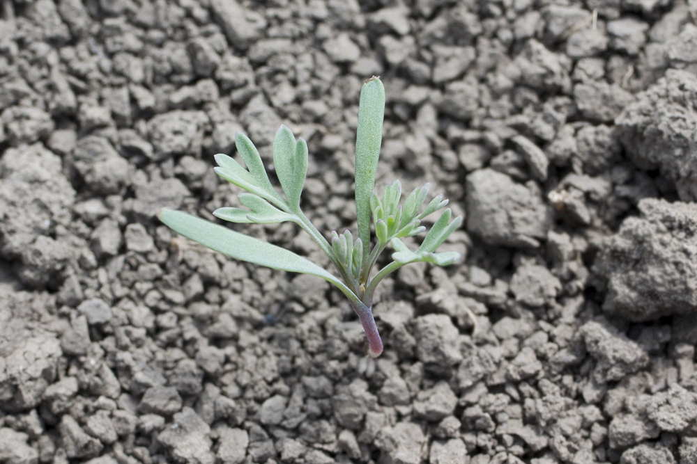 Изображение особи Fumaria officinalis.