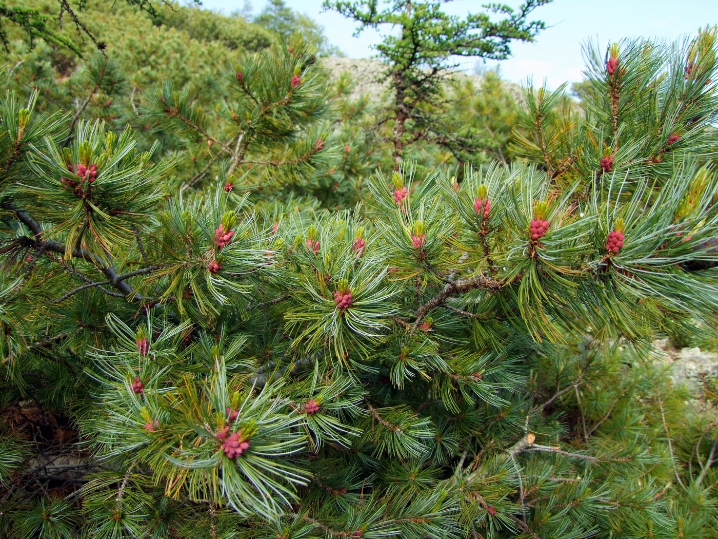 Изображение особи Pinus pumila.