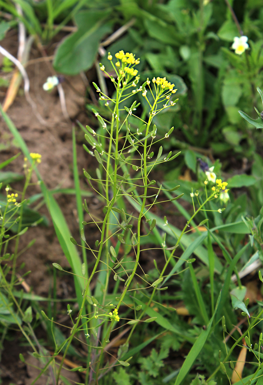 Image of Draba nemorosa specimen.