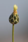 Image of taxon representative. Author is Вячеслав Юсупов