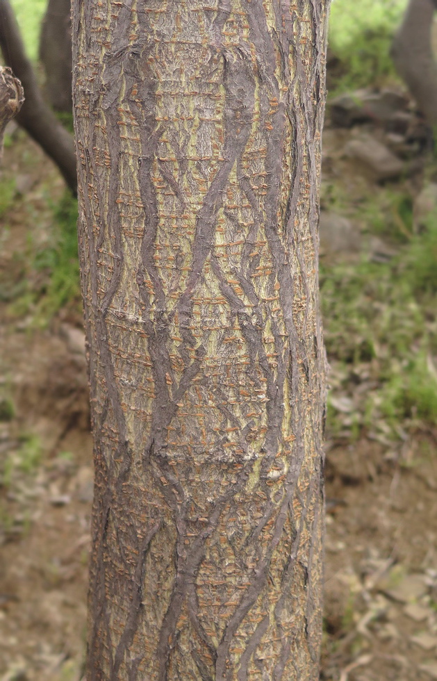 Изображение особи Broussonetia papyrifera.