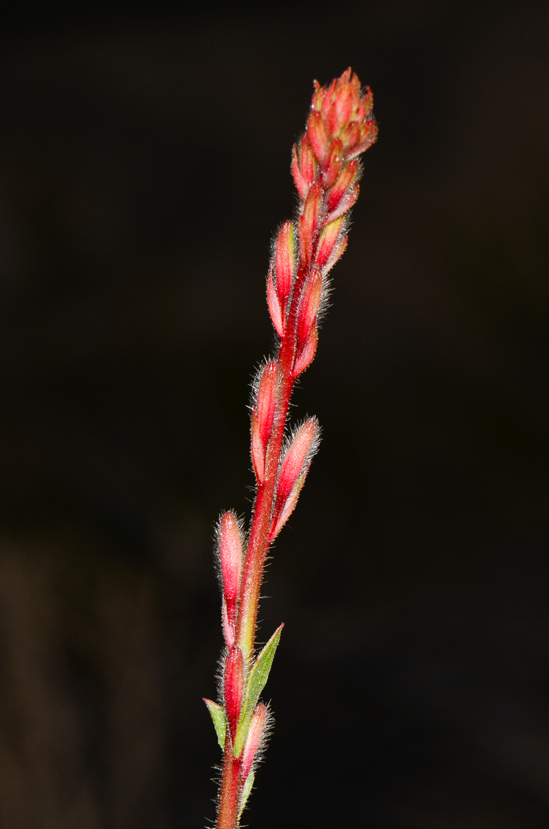 Image of Gaura lindheimeri specimen.