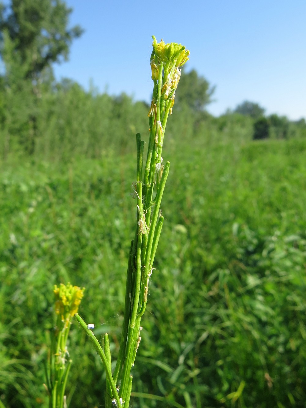 Изображение особи Barbarea stricta.