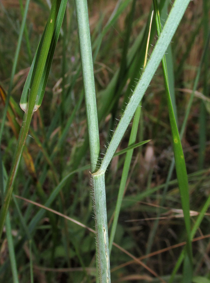 Изображение особи Elytrigia trichophora.