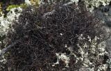 Gowardia arctica. Таллом на почве среди камней в лишайниково-кустарничковой тундре (рядом с Flavocetraria nivalis). Окр. Мурманска. 02.07.2017.