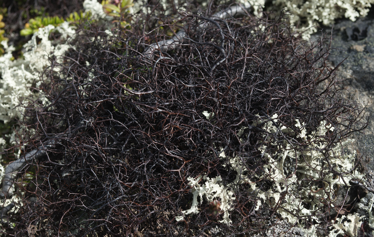 Image of Gowardia arctica specimen.
