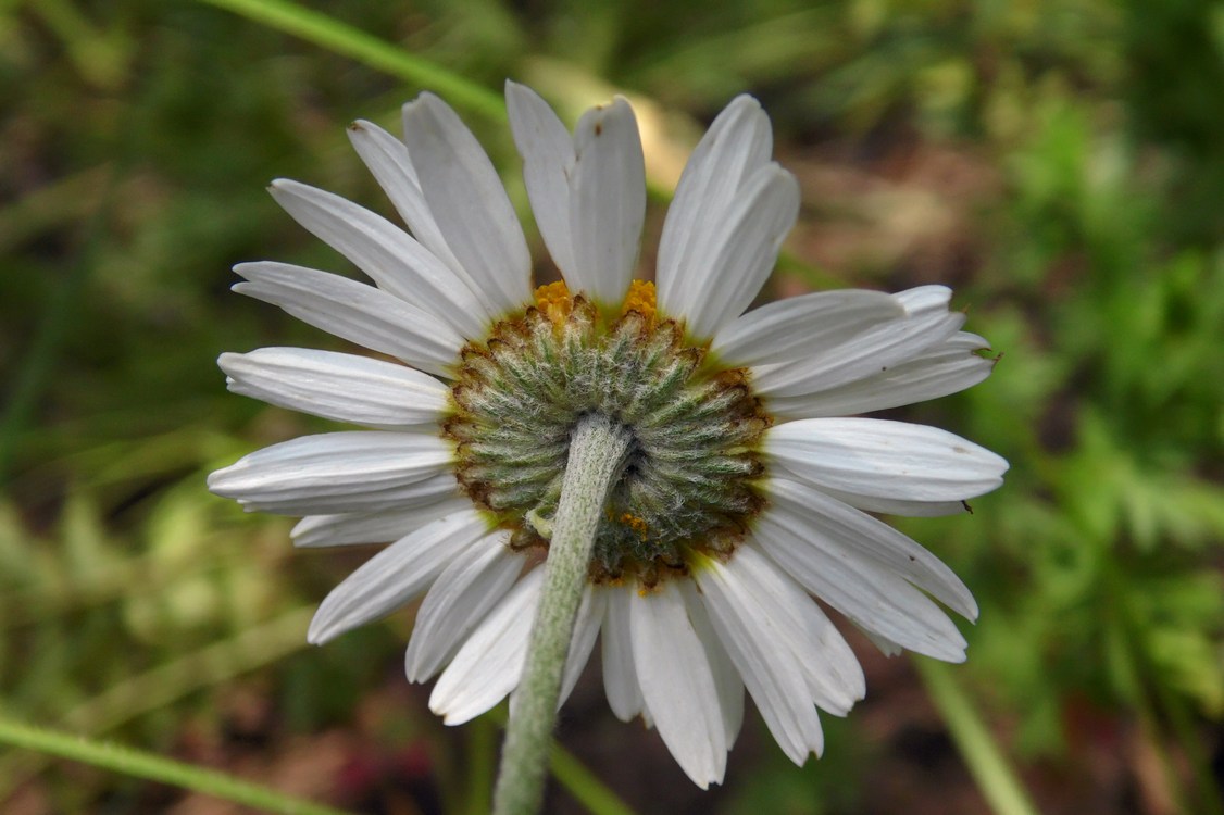 Изображение особи Anthemis rigescens.