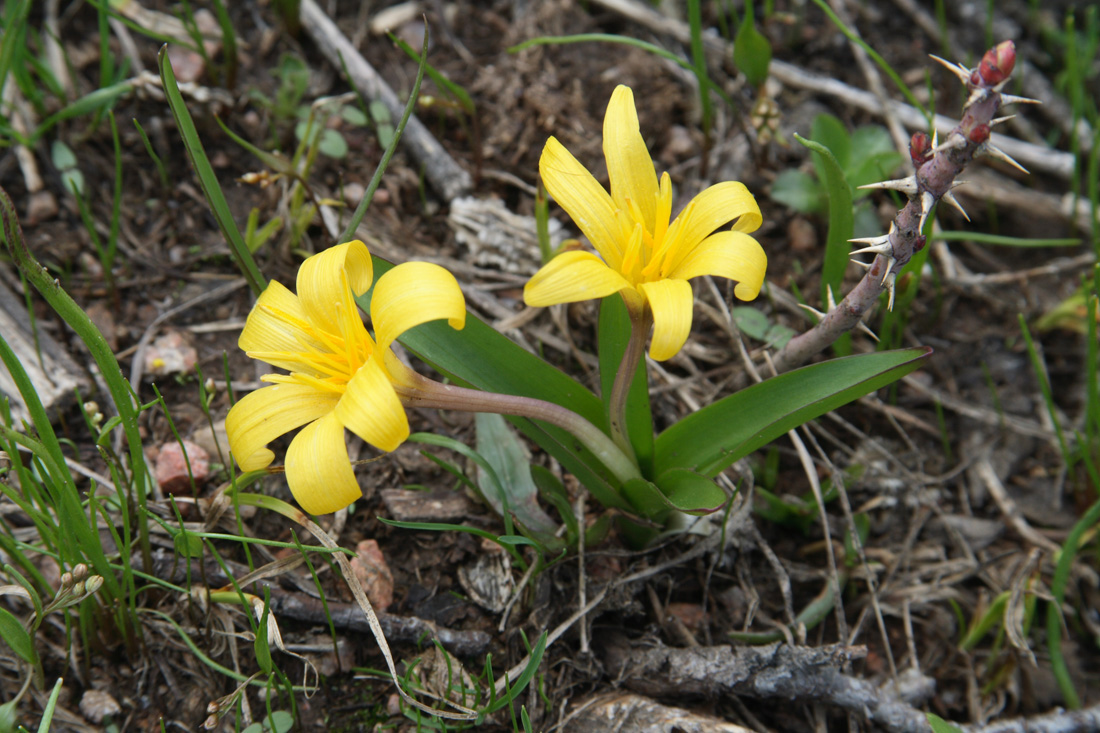 Изображение особи Colchicum luteum.