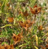 Cistus tauricus. Верхушки побегов с плодами. Крым, Севастополь, урочище Батилиман, осыпной склон. 23.07.2017.