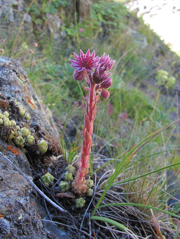 Изображение особи Sempervivum ingwersenii.