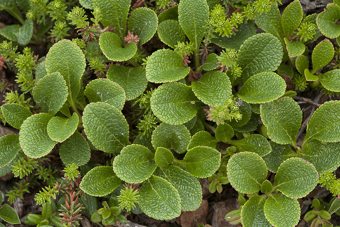 Image of Arctous japonica specimen.