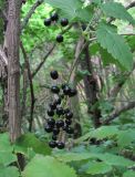 Actaea spicata