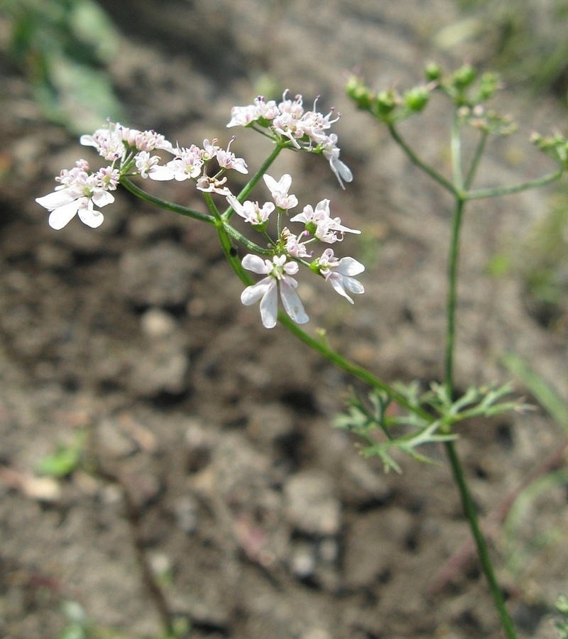 Image of Coriandrum sativum specimen.