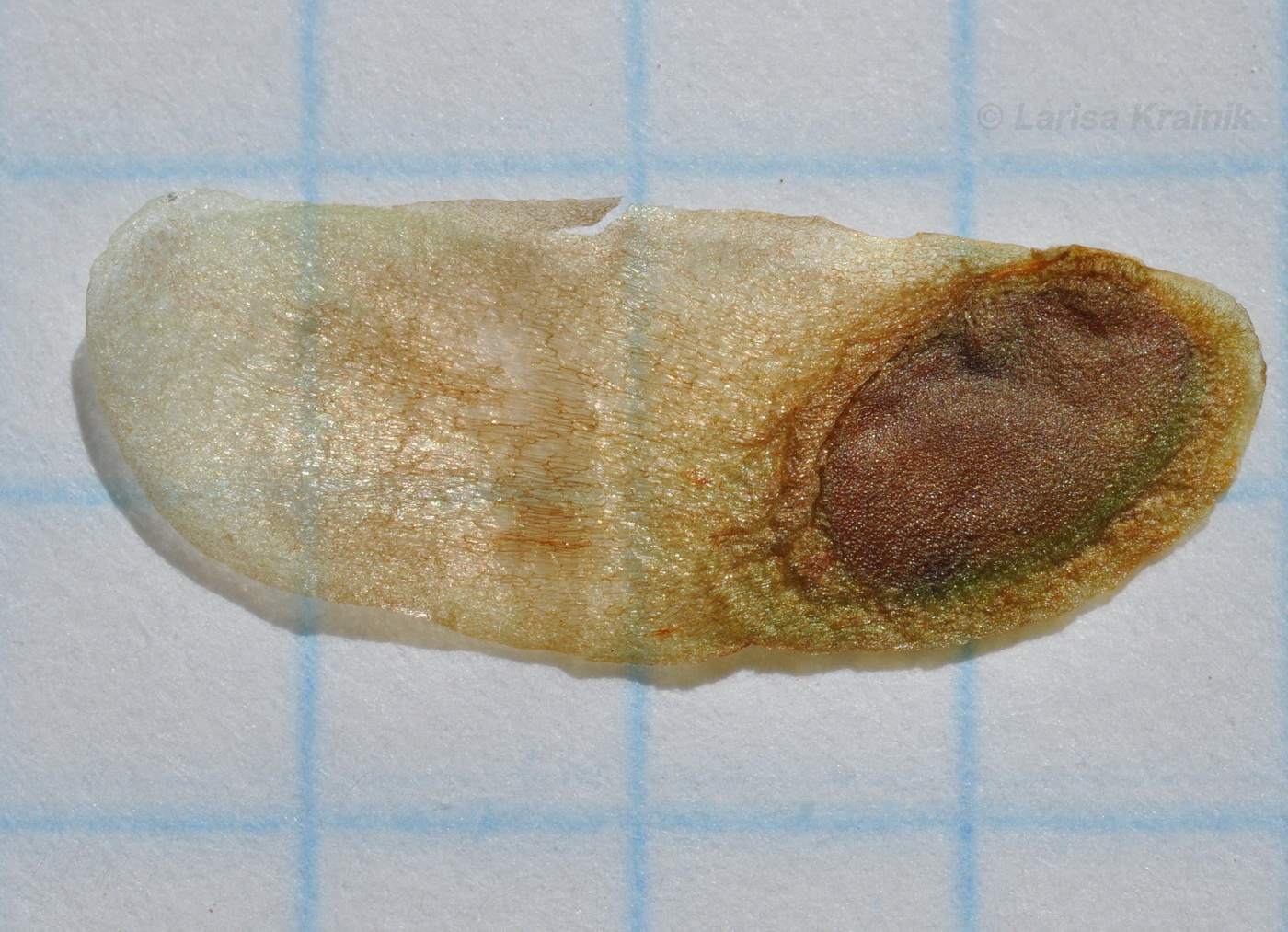 Image of Dioscorea nipponica specimen.