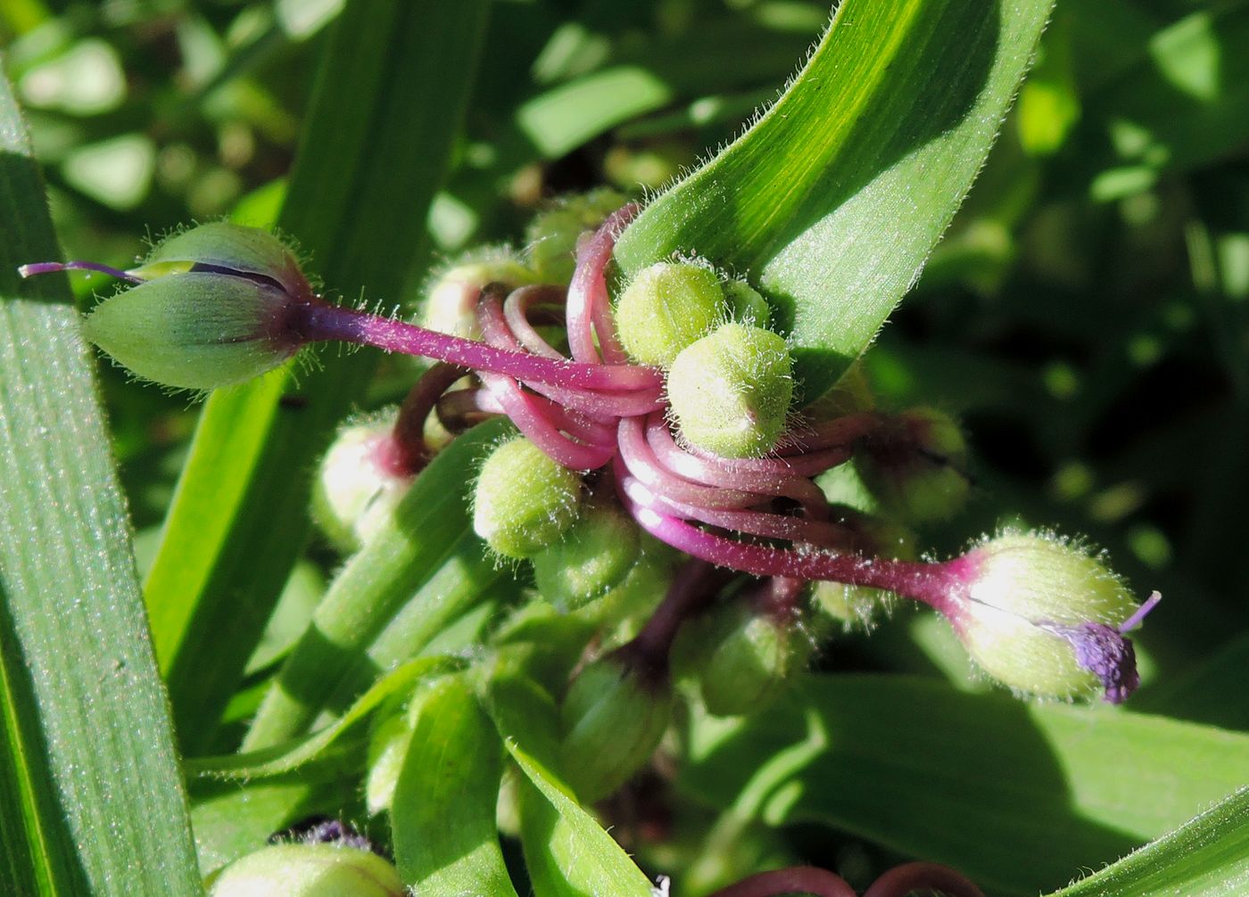 Изображение особи Tradescantia virginiana.