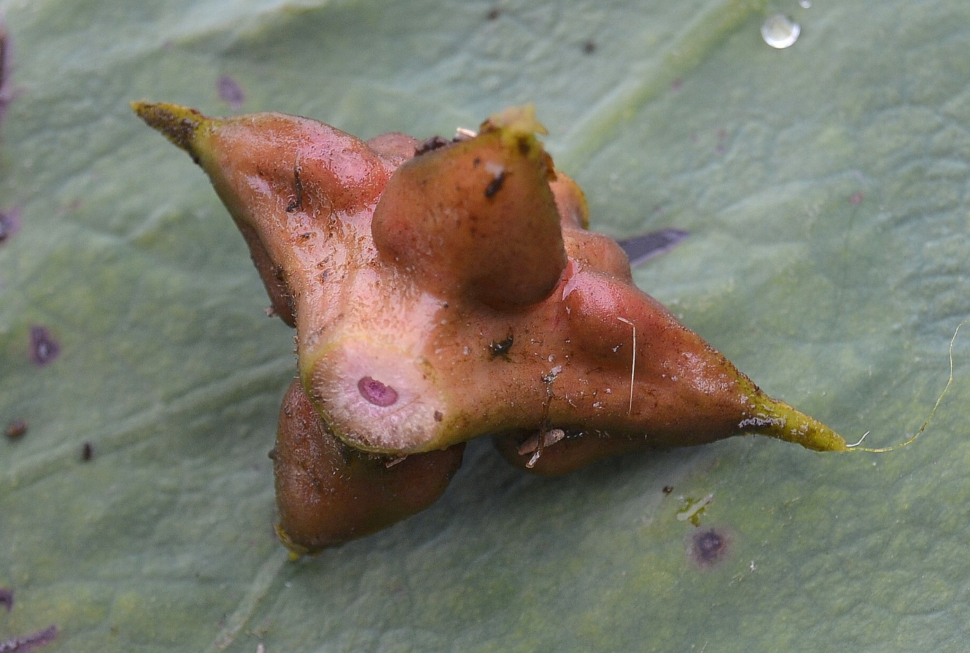 Image of Trapa astrachanica specimen.